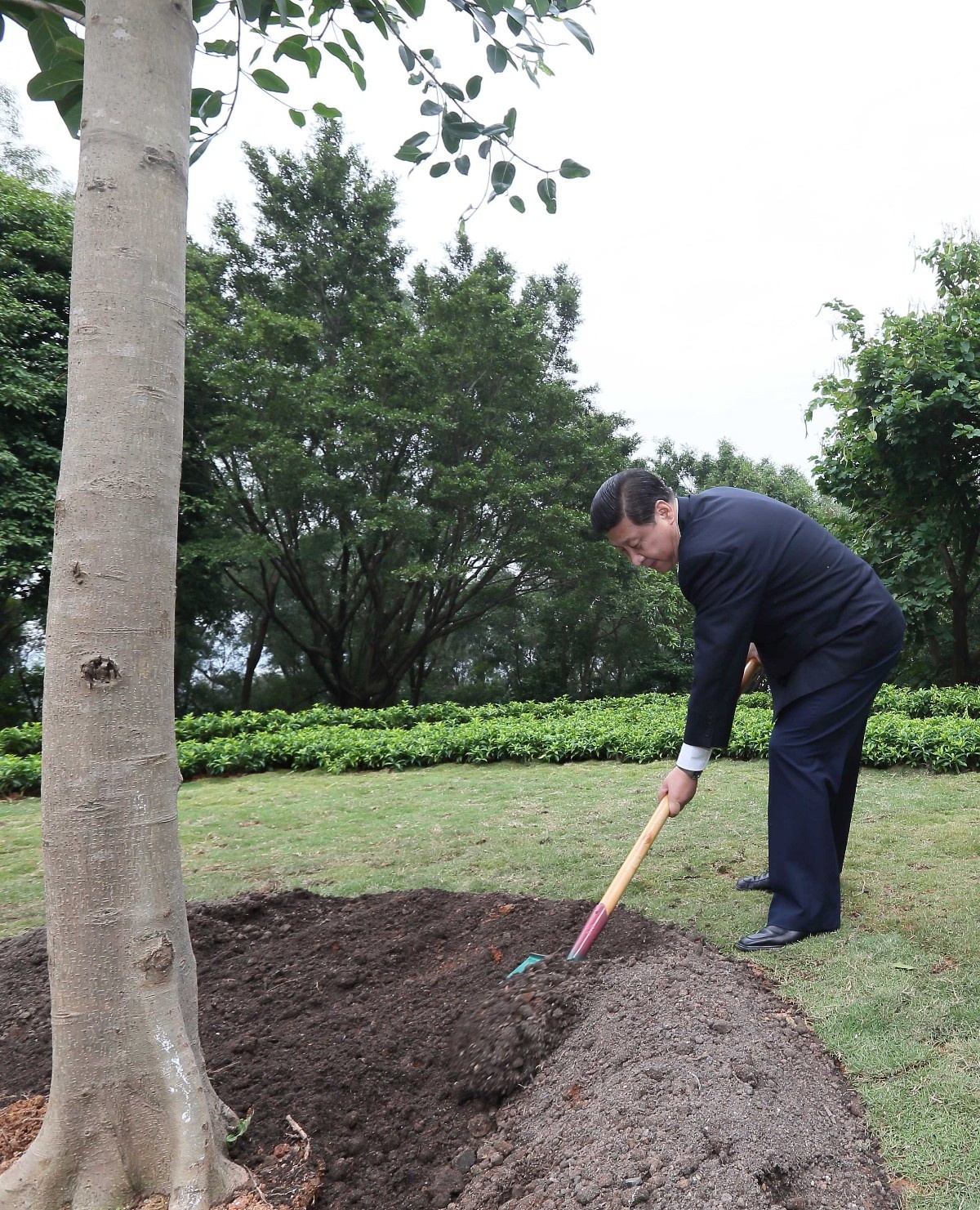 2012年12月8日，習(xí)近平在深圳蓮花山公園種下一棵高山榕樹。